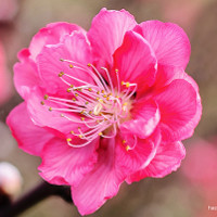 Hoa đào ngày Tết có ý nghĩa gì?